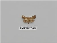 藏品(螟蛾265)的圖片